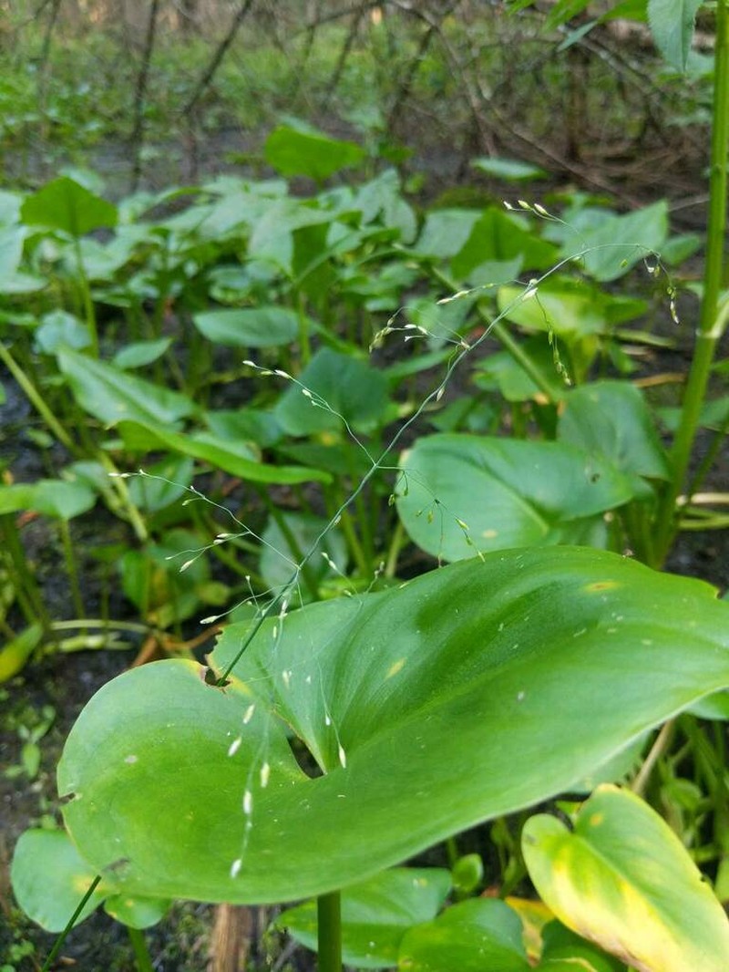 Pale False Mannagrass photo 7