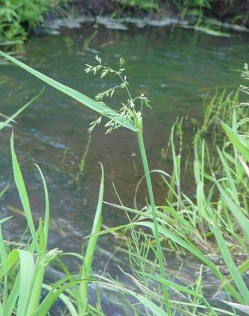 Pale False Mannagrass