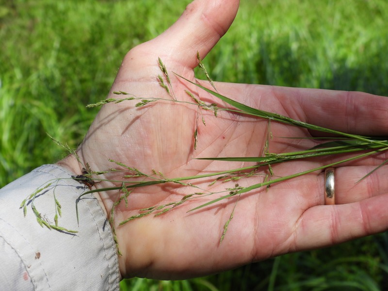 Torreyochloa pallida var. fernaldii