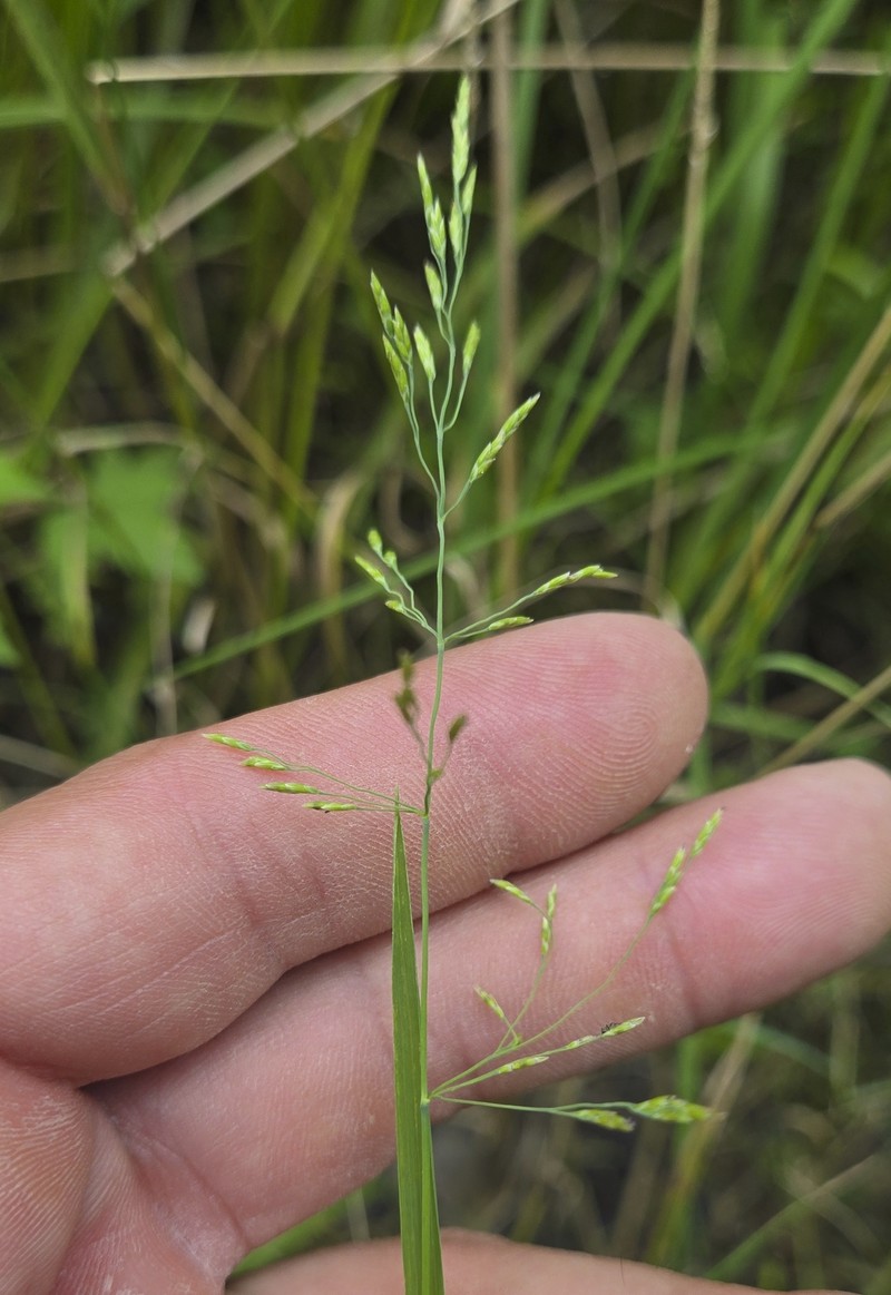 Torreyochloa pallida var. fernaldii photo 2