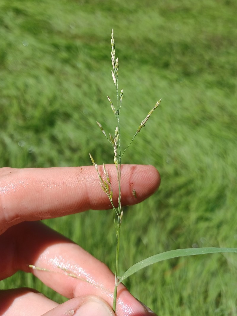 Torreyochloa pallida var. fernaldii photo 3