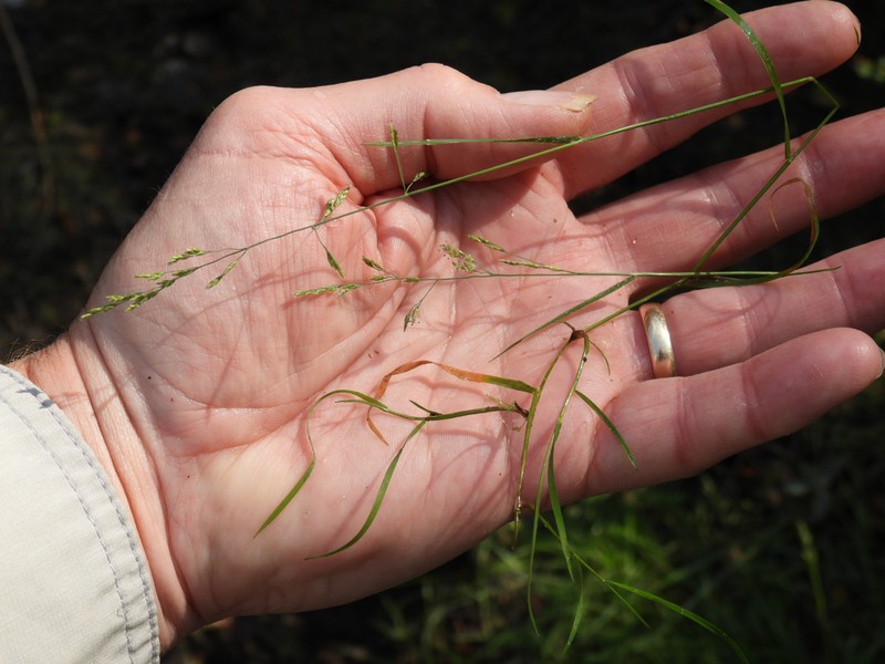 Torreyochloa pallida var. fernaldii photo 4