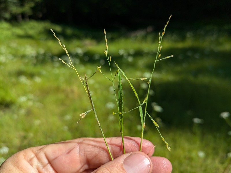 Torreyochloa pallida var. fernaldii photo 5