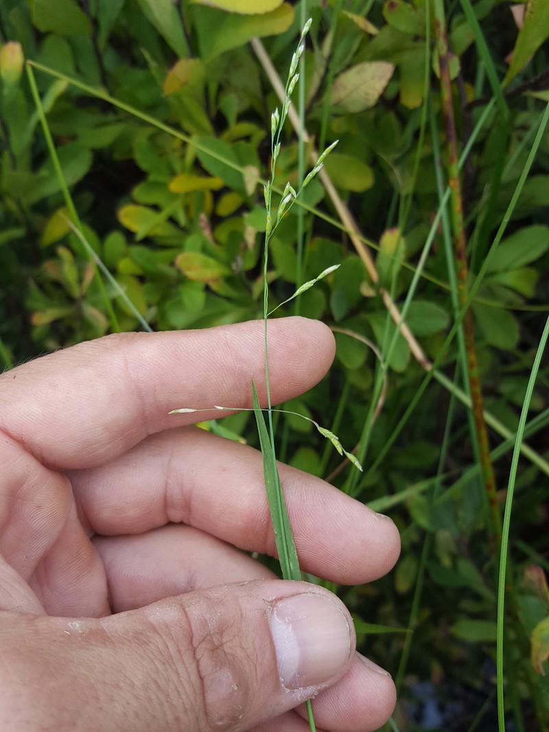 Torreyochloa pallida var. fernaldii photo 6