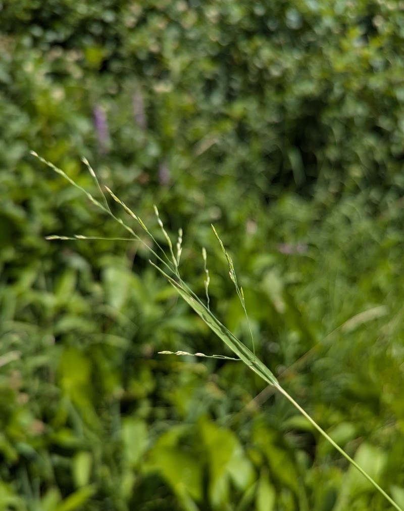 Torreyochloa pallida var. fernaldii photo 7