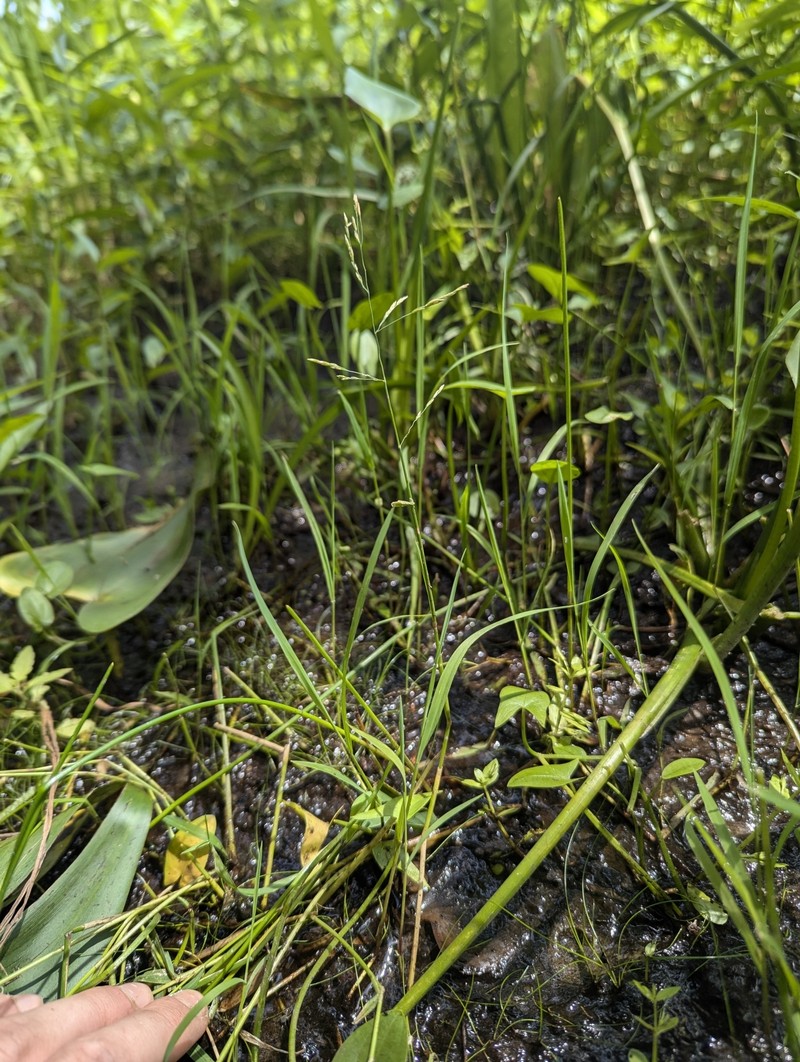 Torreyochloa pallida var. fernaldii photo 8
