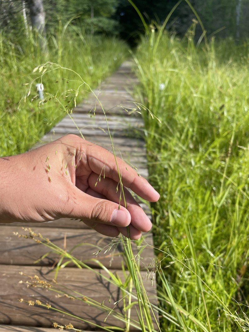 Torreyochloa pallida var. pallida