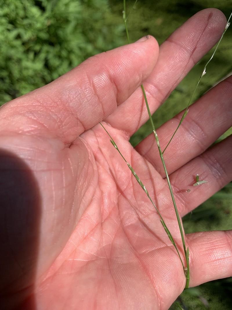 Torreyochloa pallida var. pallida photo 2