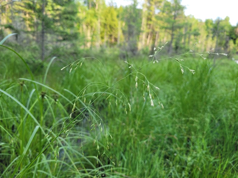 Torreyochloa pallida var. pallida photo 3