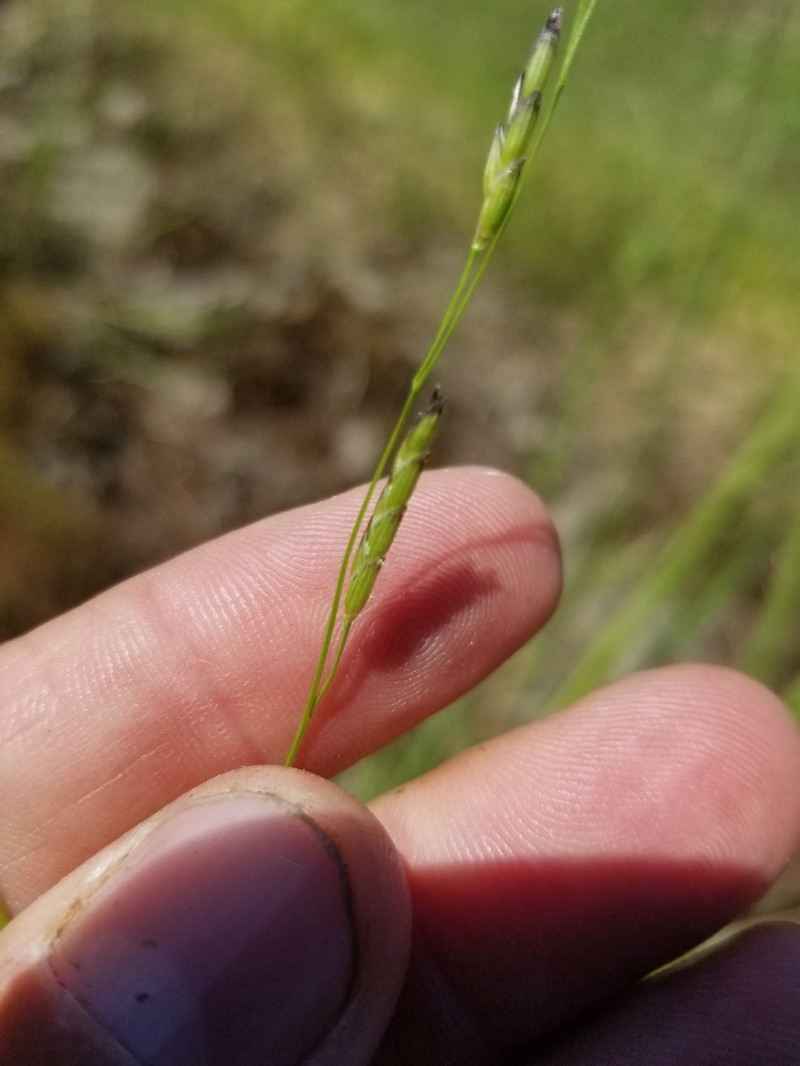 Torreyochloa pallida var. pallida photo 4