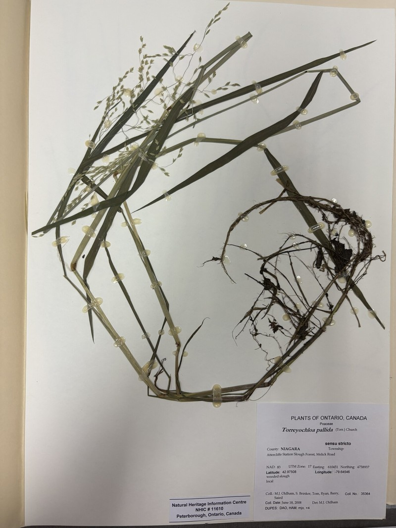Torreyochloa pallida var. pallida photo 5