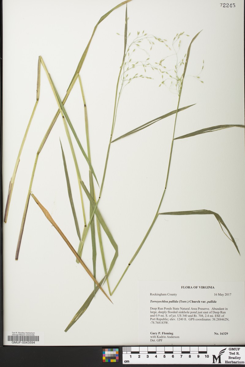 Torreyochloa pallida var. pallida photo 6