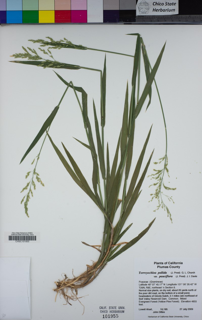Torreyochloa pallida var. pallida photo 7