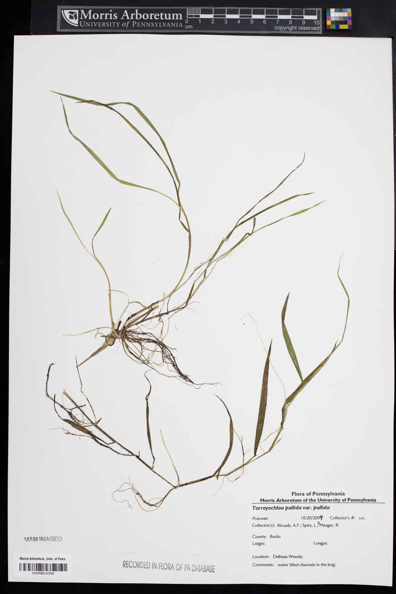 Torreyochloa pallida var. pallida photo 8