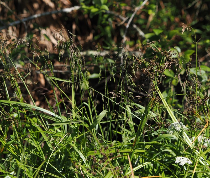 Torreyochloa pallida var. pauciflora