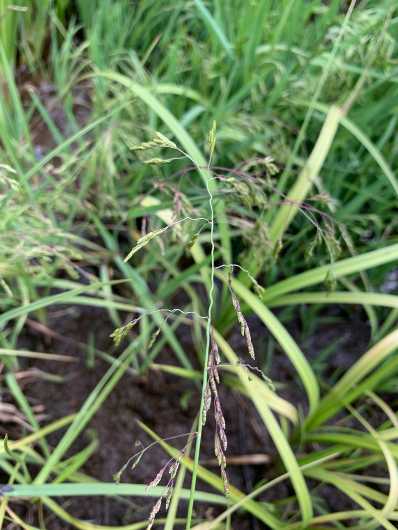 Torreyochloa pallida var. pauciflora photo 2