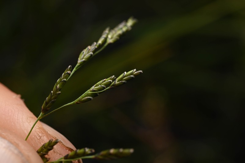Torreyochloa pallida var. pauciflora photo 3
