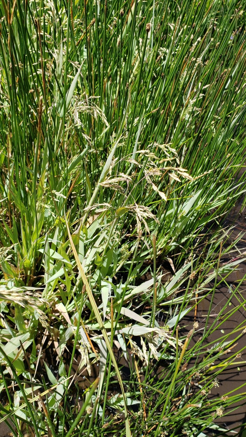 Torreyochloa pallida var. pauciflora photo 5