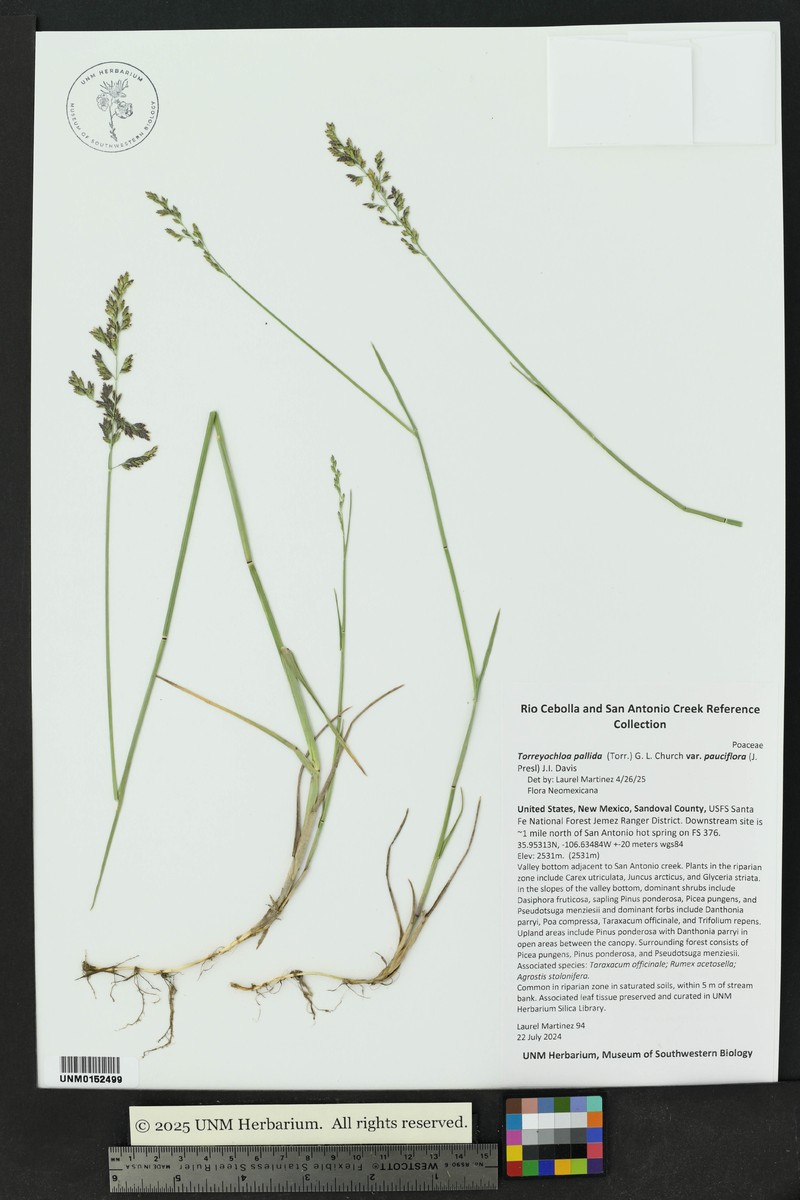 Torreyochloa pallida var. pauciflora photo 6