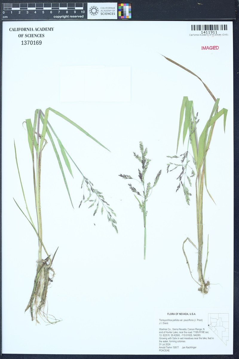 Torreyochloa pallida var. pauciflora photo 7