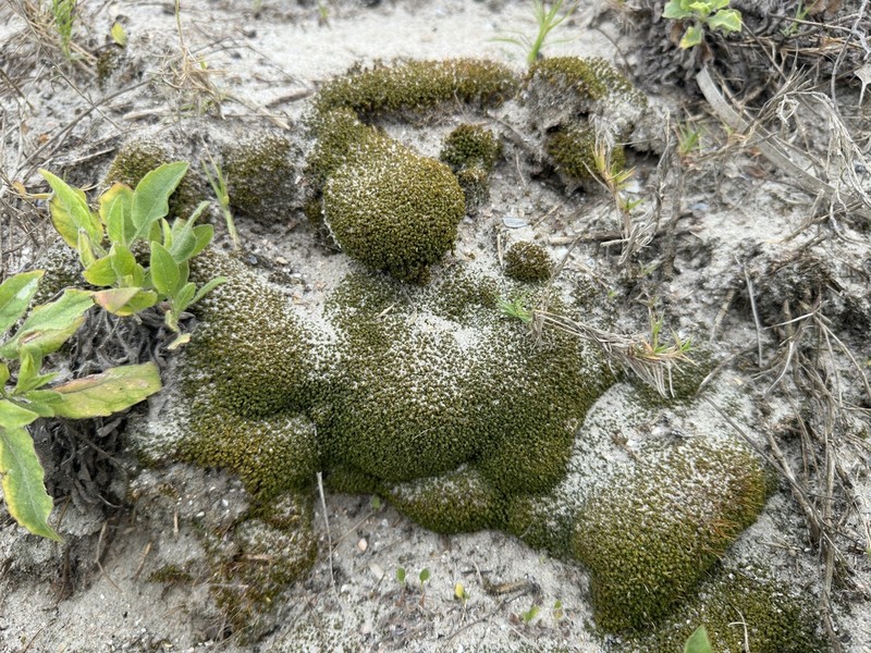 Tortella Moss