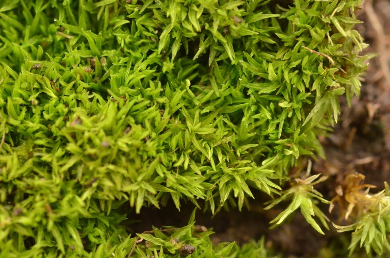 Tortella Moss photo 2