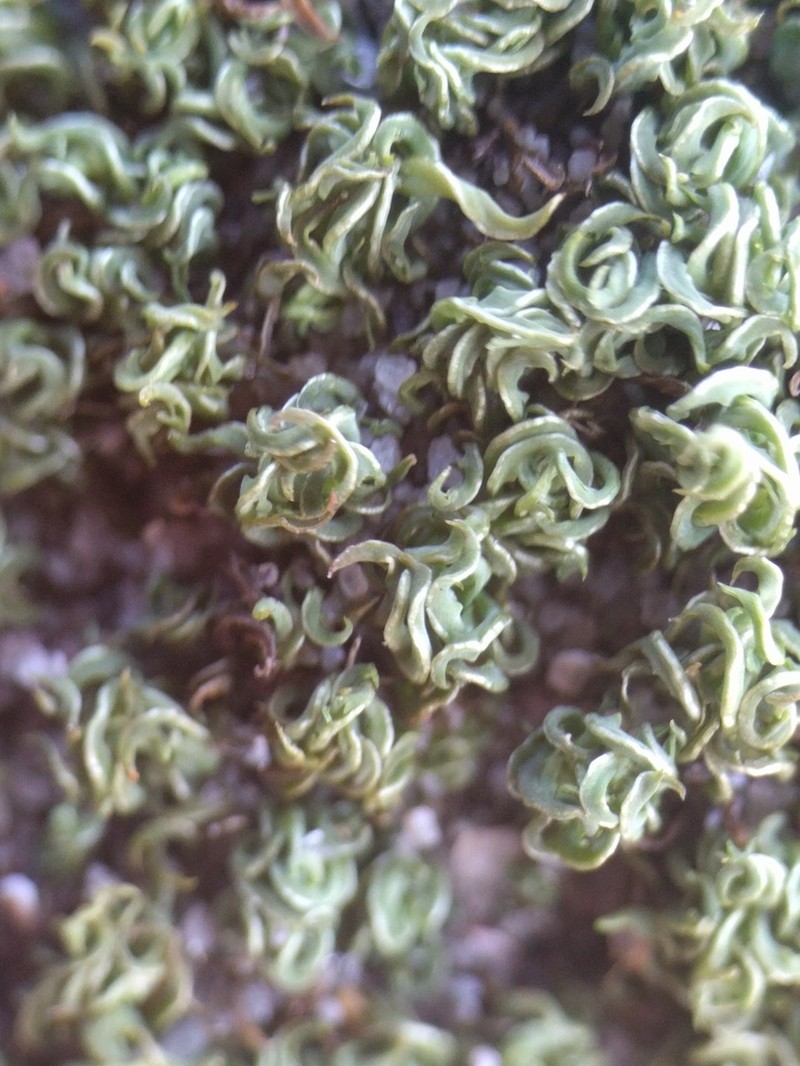 Tortella Moss photo 3