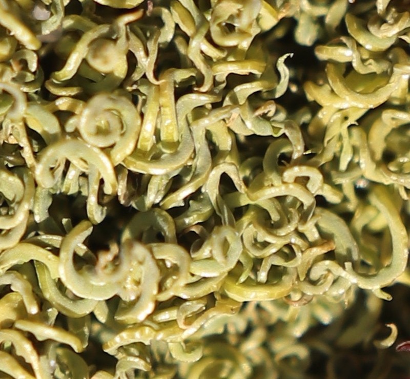 Tortella Moss photo 4