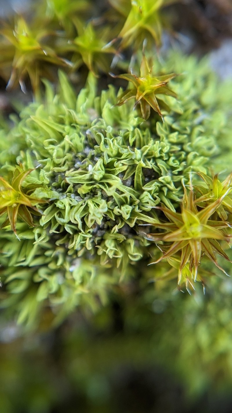 Tortella Moss photo 5