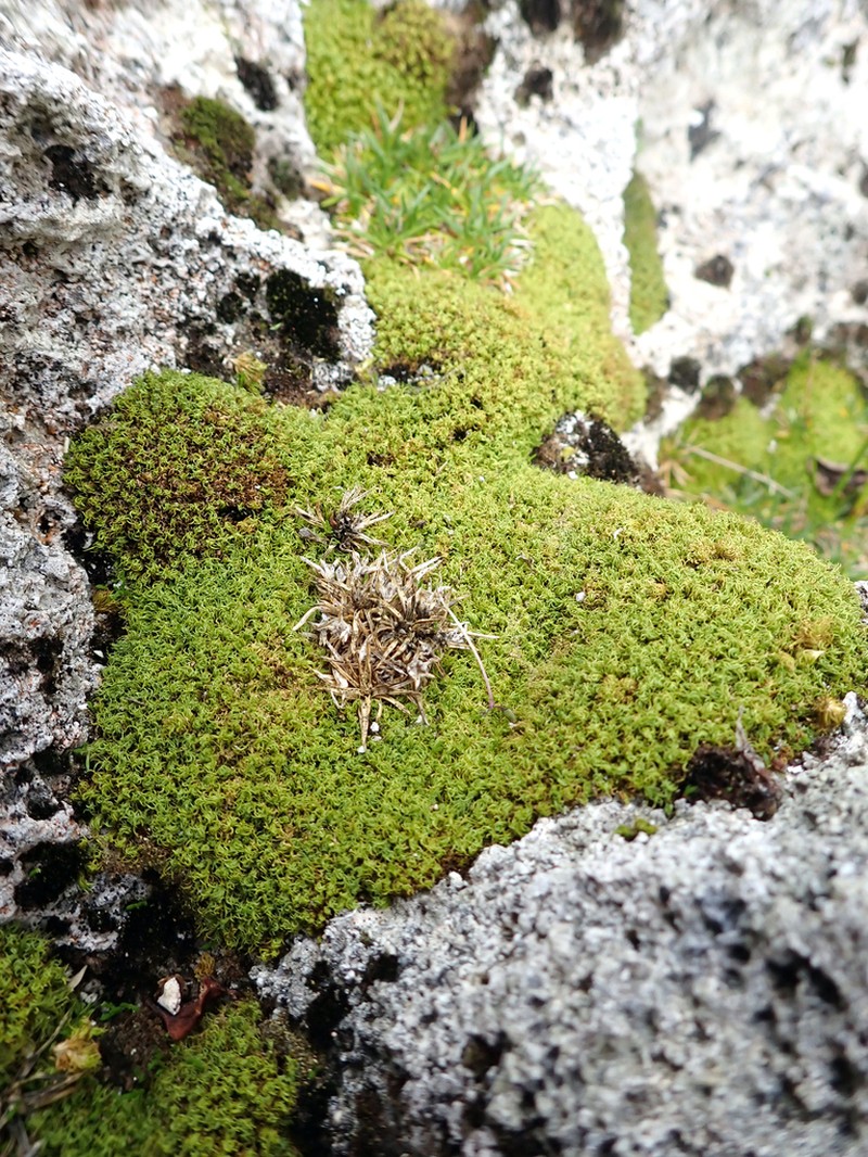 Tortella Moss photo 6