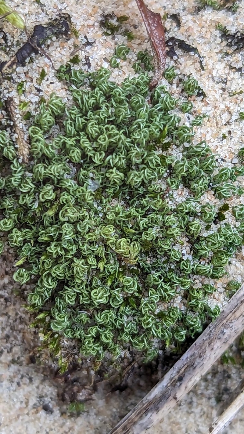 Tortella Moss photo 7