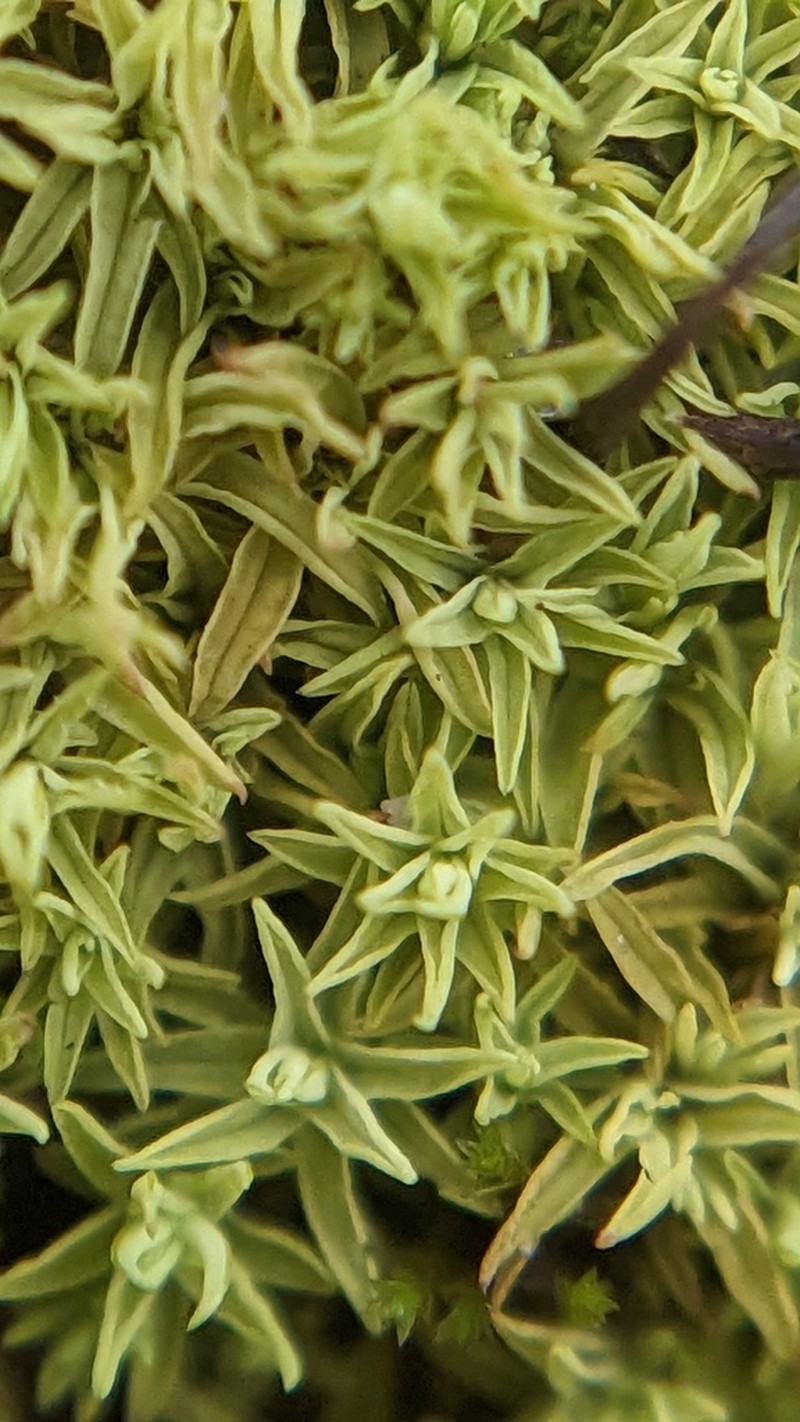 Tortella Moss photo 8