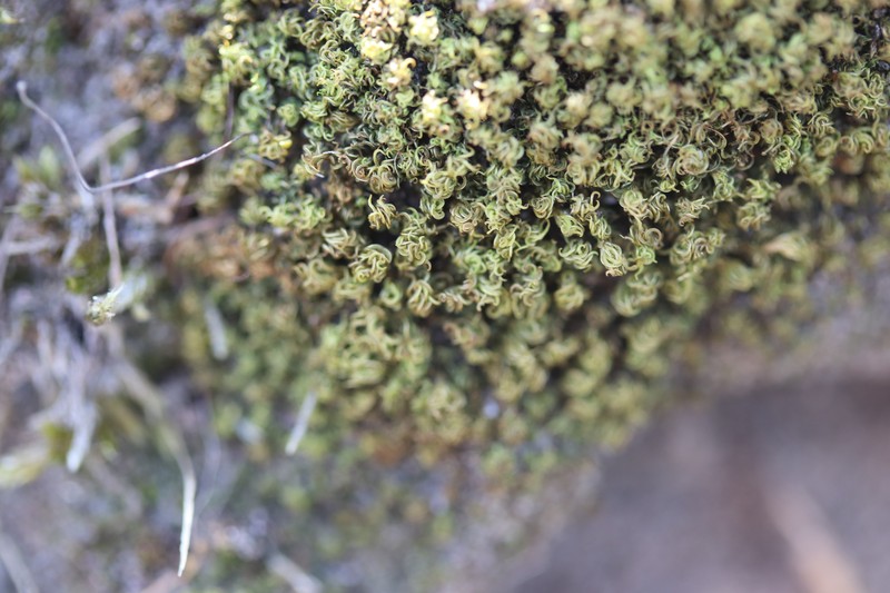 Tortella Moss