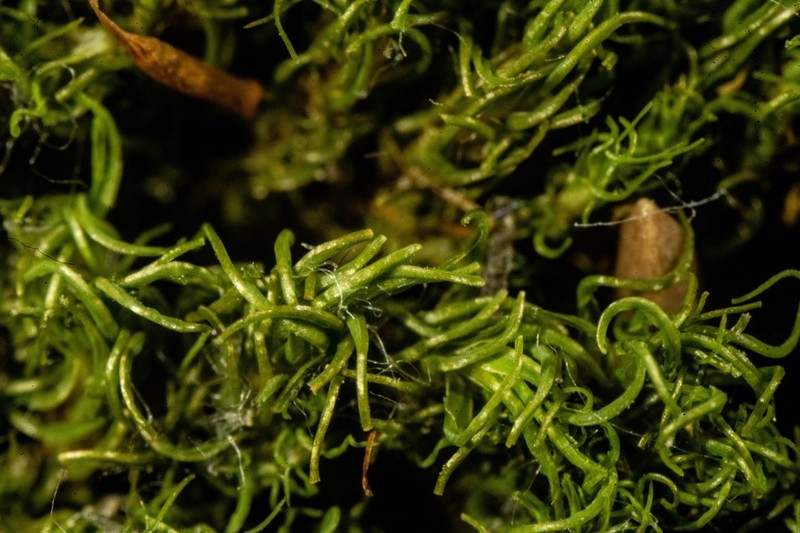 Fragile Tortella Moss photo 2