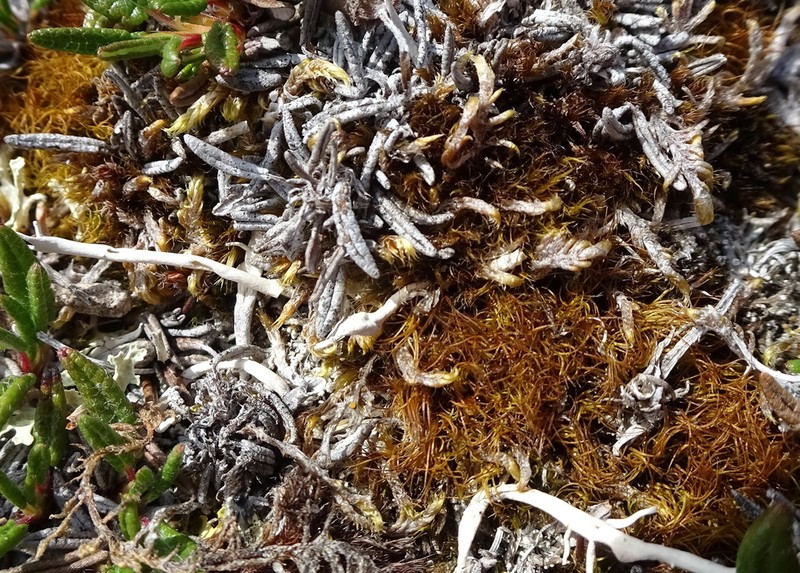 Fragile Tortella Moss photo 3