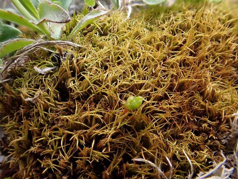 Fragile Tortella Moss photo 4
