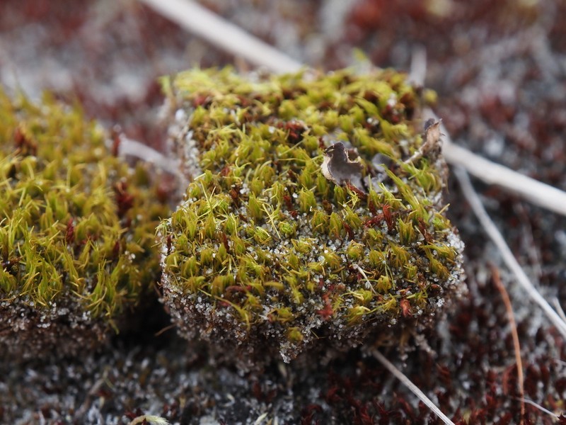 Fragile Tortella Moss photo 5