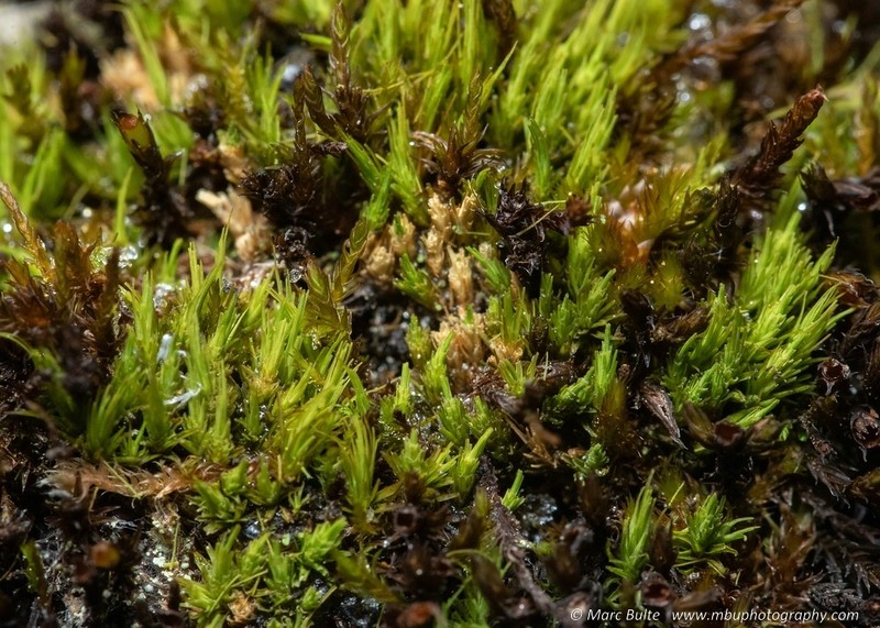 Fragile Tortella Moss photo 6