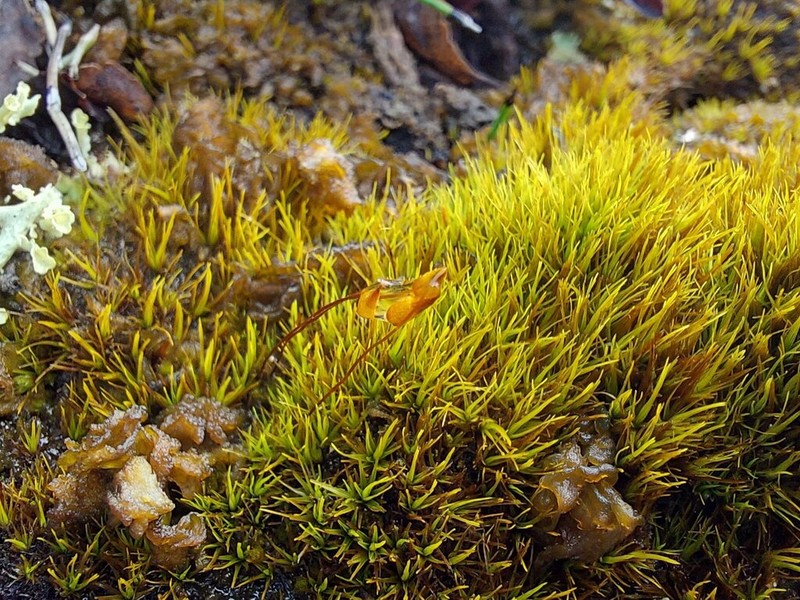 Fragile Tortella Moss photo 7