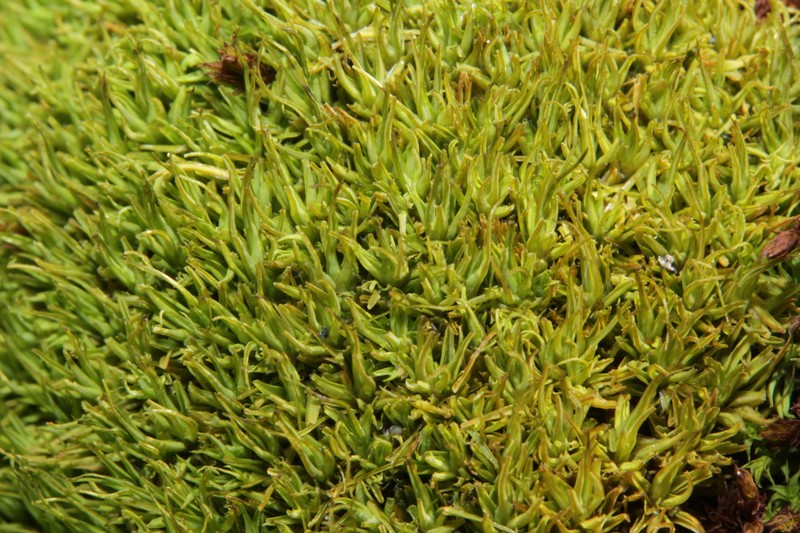 Fragile Tortella Moss