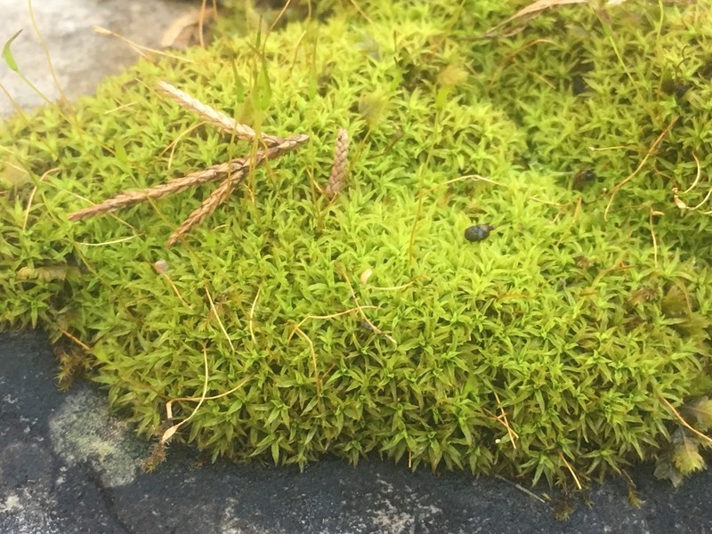 Tortella Moss