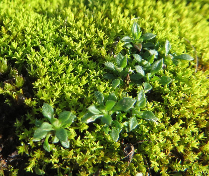 Tortella Moss photo 2