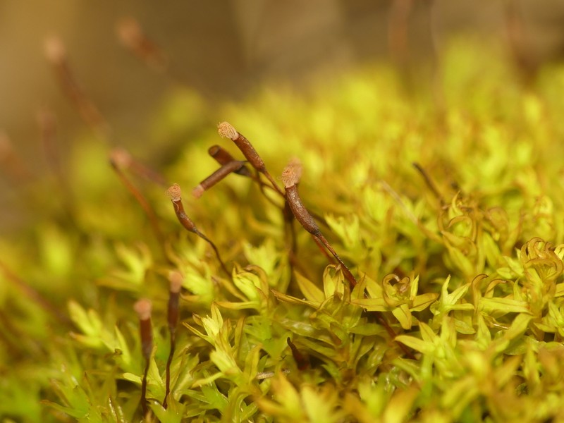 Tortella Moss photo 3