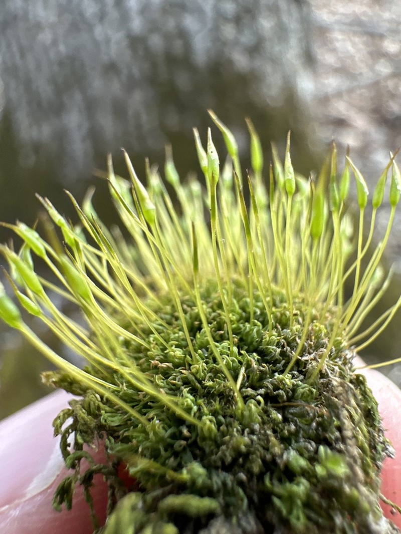 Tortella Moss photo 4