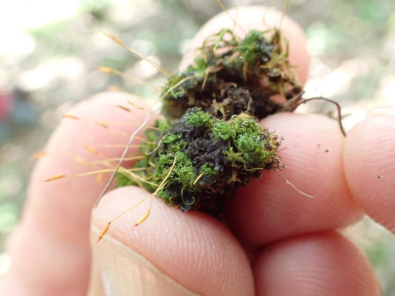 Tortella Moss photo 5