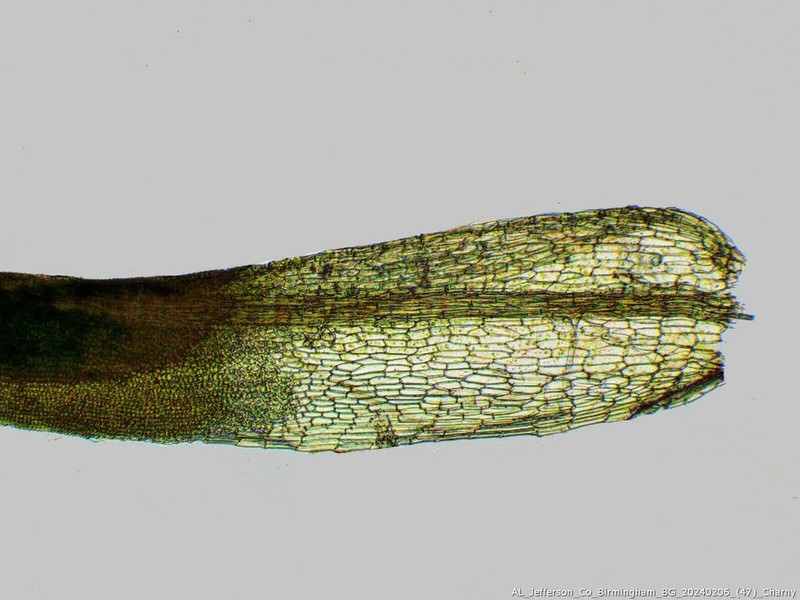 Tortella Moss photo 6