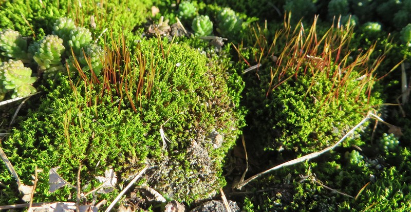 Tortella Moss photo 7