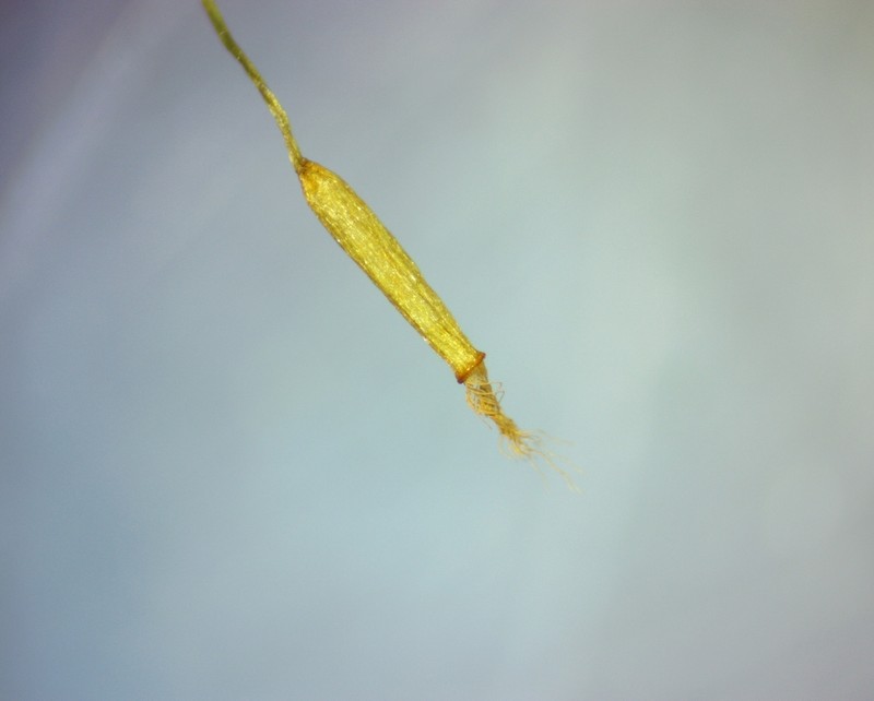 Tortella Moss photo 8
