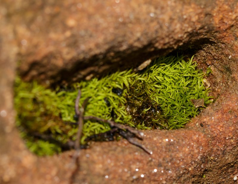 Tortella Moss
