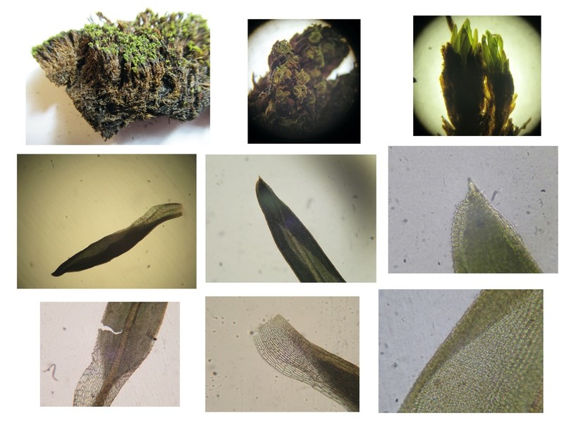 Tortella Moss